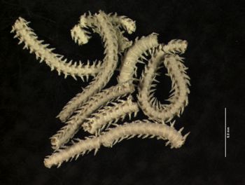 Media type: image; Invertebrate Zoology OPH-1466   Description: arms of two different mixed specimens;